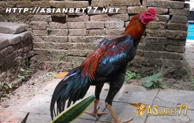 Ayam Bangkok Gombong Asianbet77