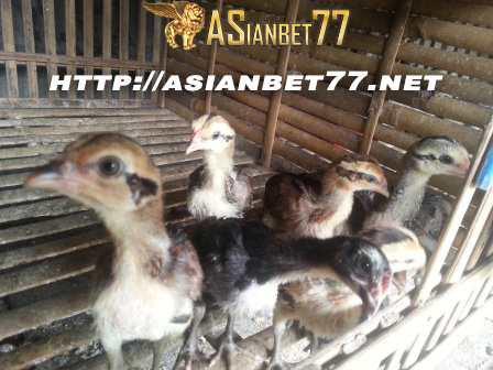 Cara Memilih Ayam Bangkok Asianbet77