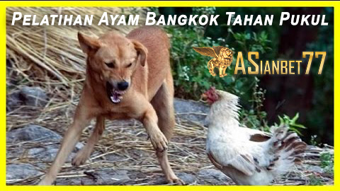 Pelatihan Ayam Bangkok Tahan Pukul Asianbet77