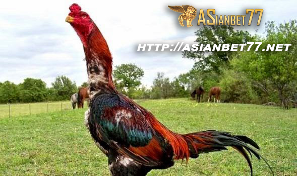 Tips Untuk Membeli Ayam Bangkok Secara Online Asianbet77