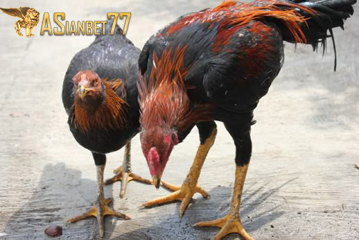 Tips Menjodohkan Ayam Bangkok Asianbet77